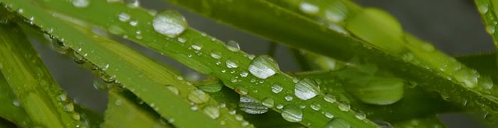 raindrops.jpg - 23.84 kB 