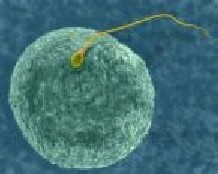 nathratmaot03074.jpg - 12.19 kB 